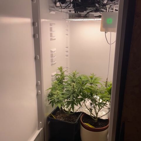 Runtz growlog timeline photo