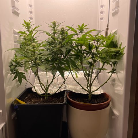 Runtz growlog timeline photo