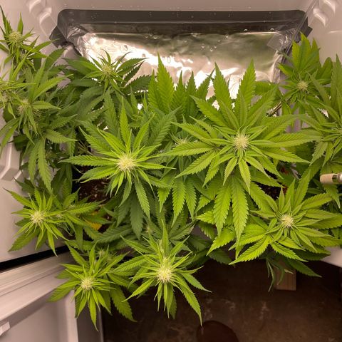 Runtz growlog timeline photo