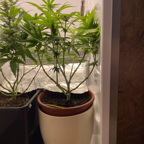 Lava Cake growlog timeline photo