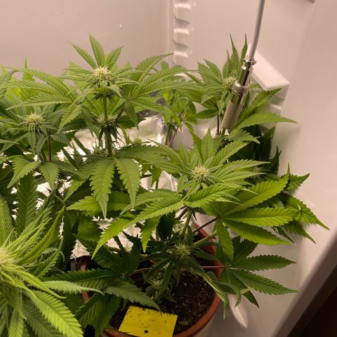 Lava Cake growlog timeline photo