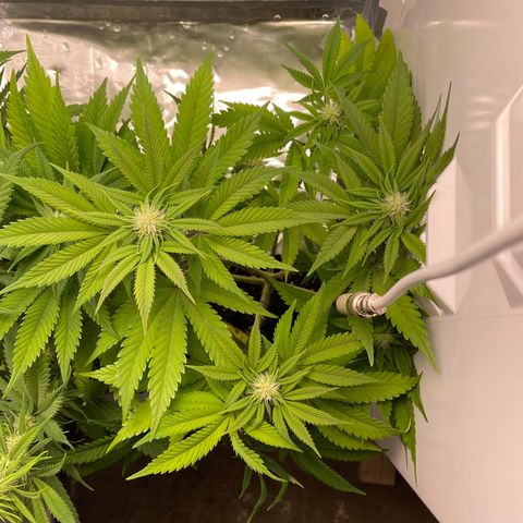 Lava Cake growlog timeline photo