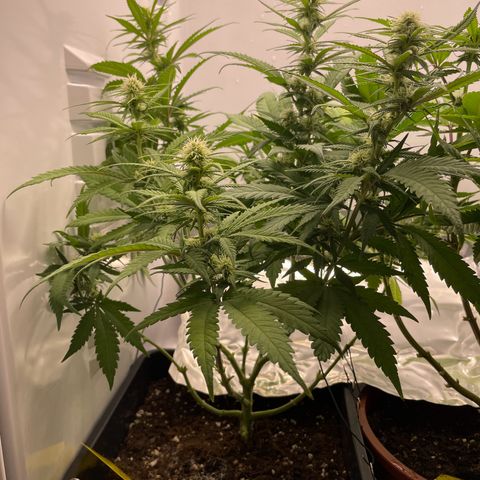 Runtz growlog timeline photo