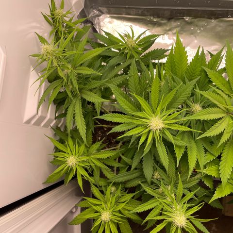 Runtz growlog timeline photo