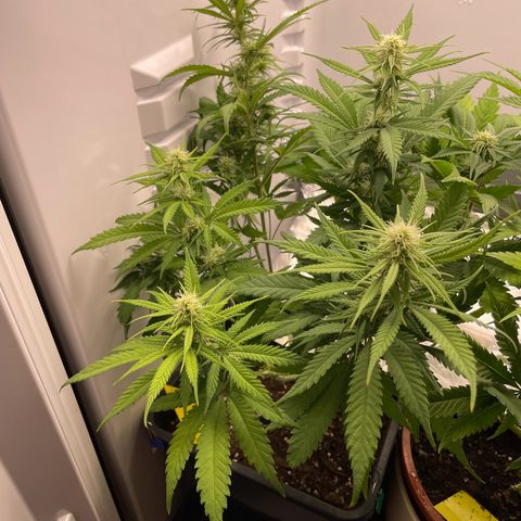 Runtz growlog timeline photo