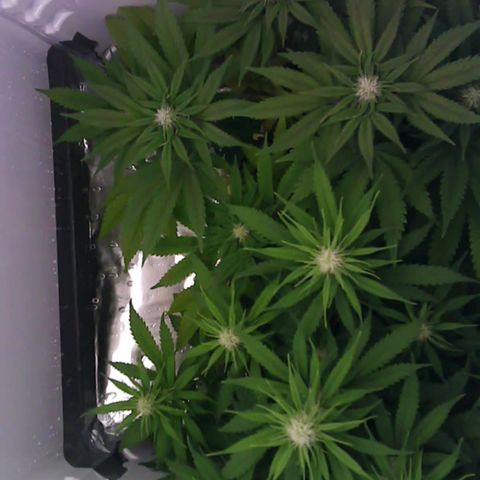Runtz growlog timeline photo