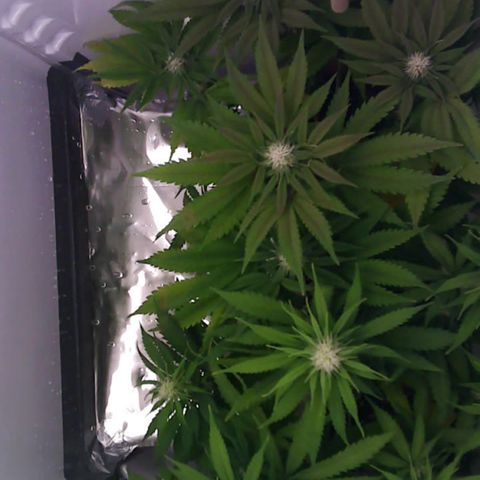 Runtz growlog timeline photo