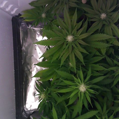 Runtz growlog timeline photo