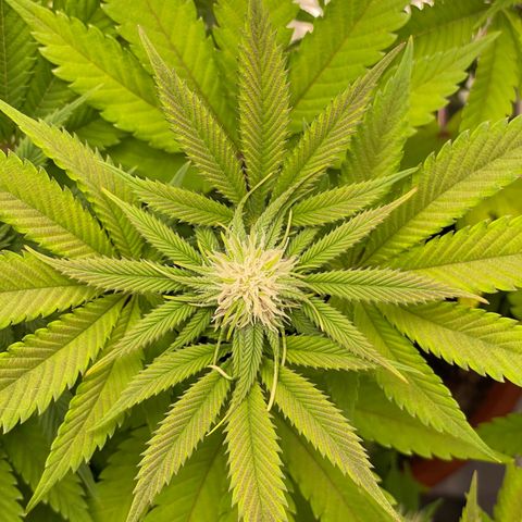 Lava Cake growlog timeline photo