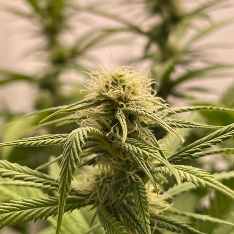 Runtz growlog timeline photo