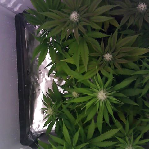 Runtz growlog timeline photo