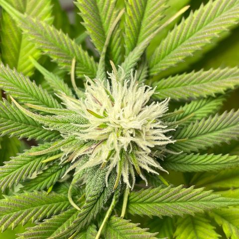 Lava Cake growlog timeline photo