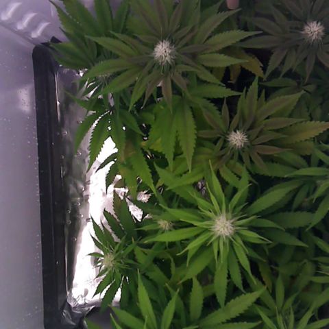 Runtz growlog timeline photo