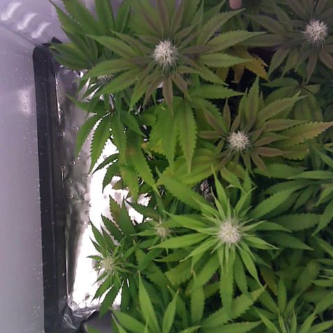 Runtz growlog timeline photo