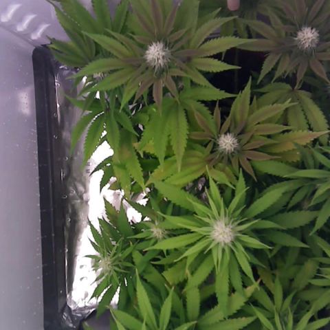 Runtz growlog timeline photo