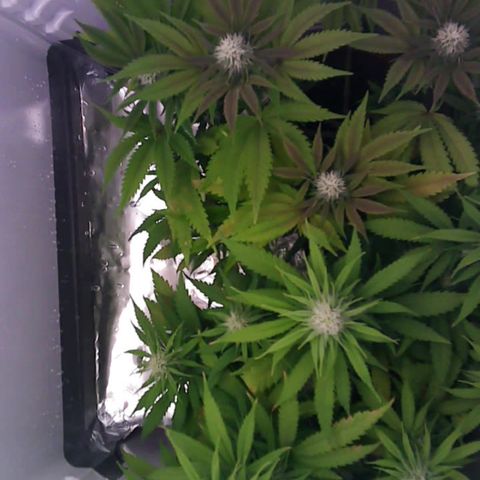 Runtz growlog timeline photo