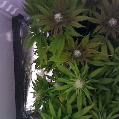 Runtz growlog timeline photo