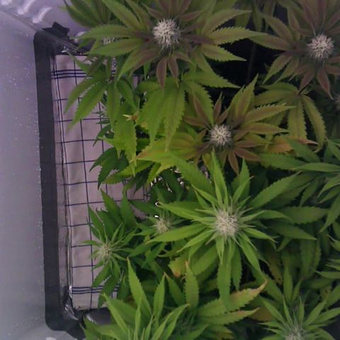 Runtz growlog timeline photo