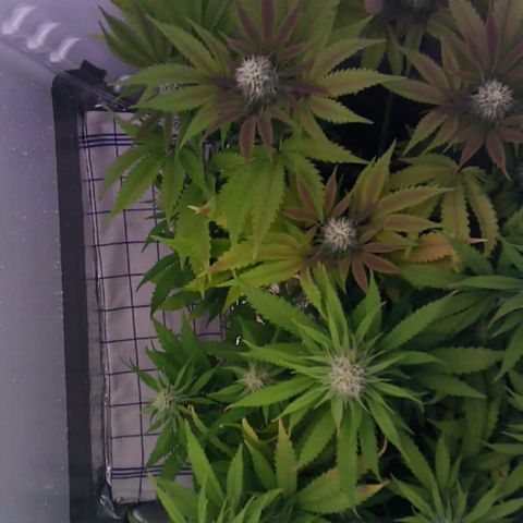 Runtz growlog timeline photo