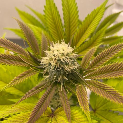 Lava Cake growlog timeline photo