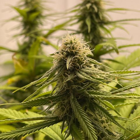 Runtz growlog timeline photo