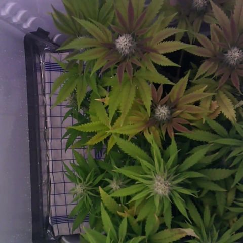 Runtz growlog timeline photo