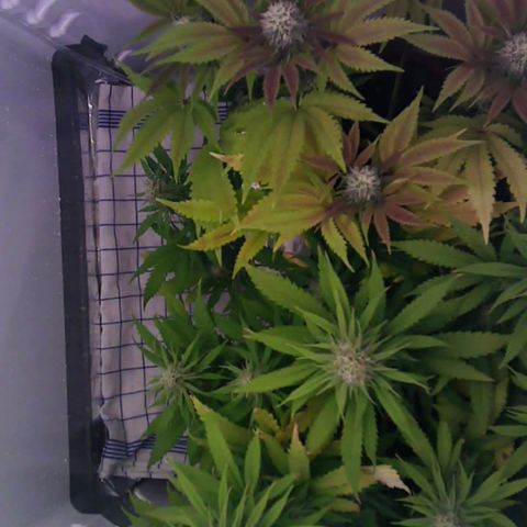 Runtz growlog timeline photo