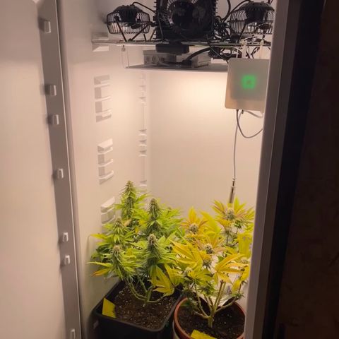 Runtz growlog timeline photo