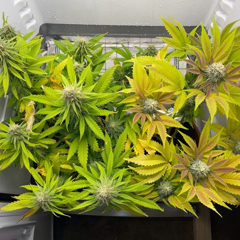 Runtz growlog timeline photo