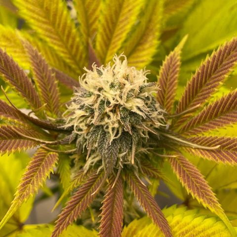 Lava Cake growlog timeline photo