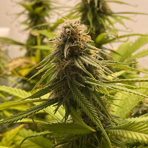 Runtz growlog timeline photo