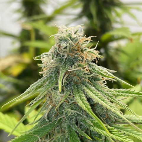 Runtz growlog timeline photo