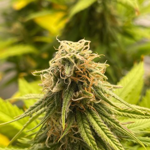 Runtz growlog timeline photo