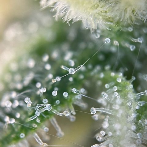 Lava Cake growlog timeline photo