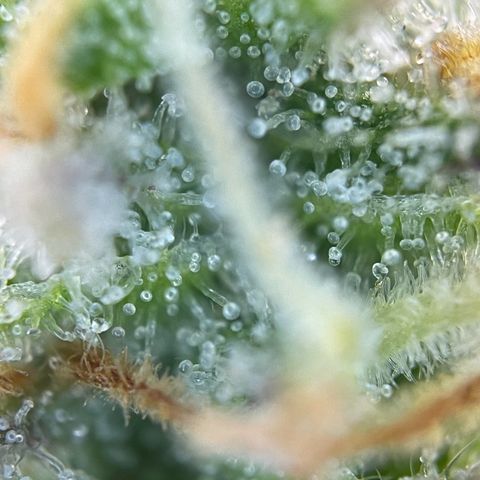 Runtz growlog timeline photo