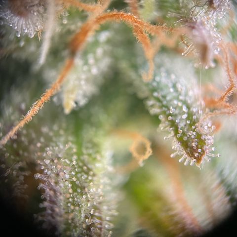 Runtz growlog timeline photo