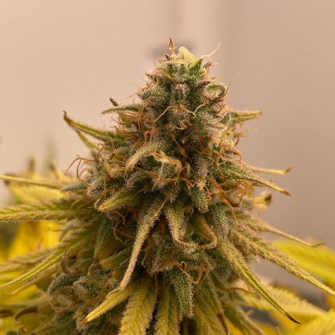 Runtz growlog timeline photo