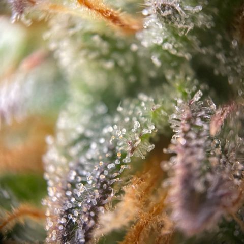 Lava Cake growlog timeline photo