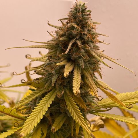 Runtz growlog timeline photo