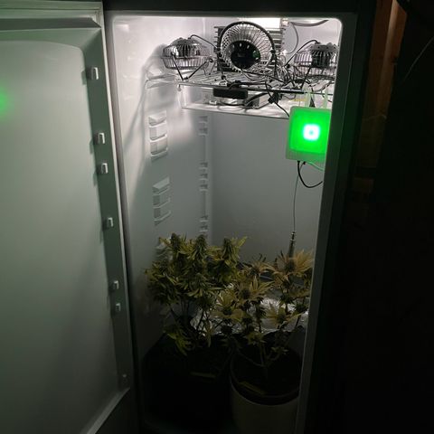 Runtz growlog photo: Tag vor Ernte Licht aus 