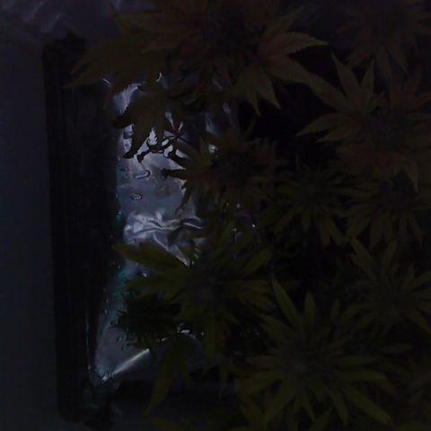 Runtz growlog photo: Tag vor Ernte Licht aus 