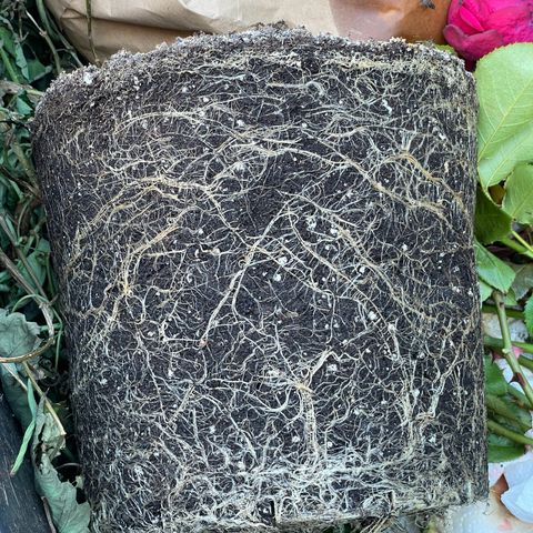 Lava Cake growlog timeline photo