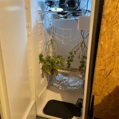 Runtz growlog timeline photo