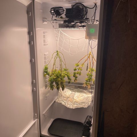 Runtz growlog timeline photo
