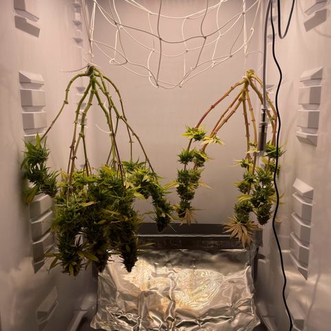 Runtz growlog timeline photo