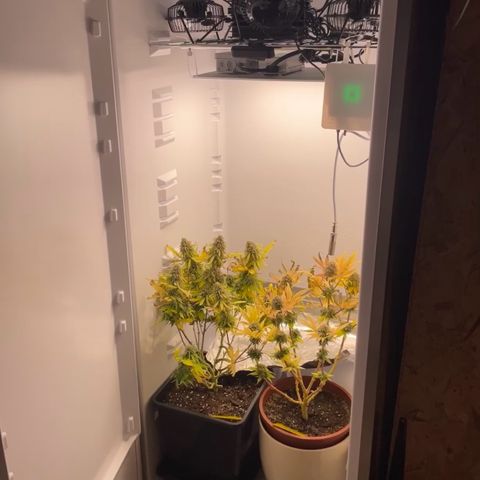 Runtz growlog timeline photo