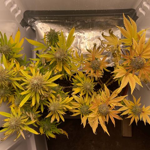 Runtz growlog timeline photo