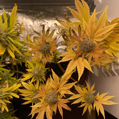 Lava Cake growlog timeline photo