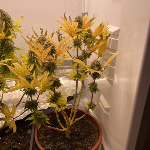 Lava Cake growlog timeline photo