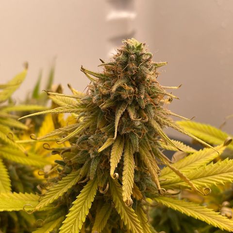 Runtz growlog timeline photo